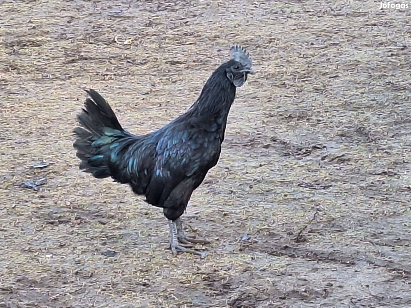 Eladó Lakenfeldi Ayam cemani Creme legbar Pavlovszkaja kakasok