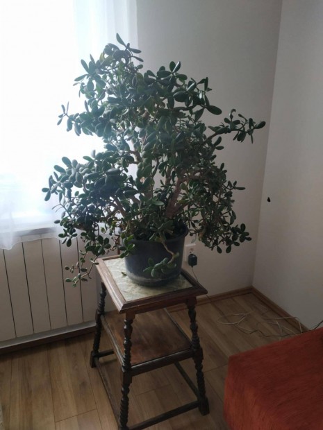 100cm-es pozsgafa, majomfa eladó