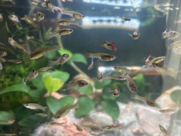 10 db guppy/guppi vegyesen