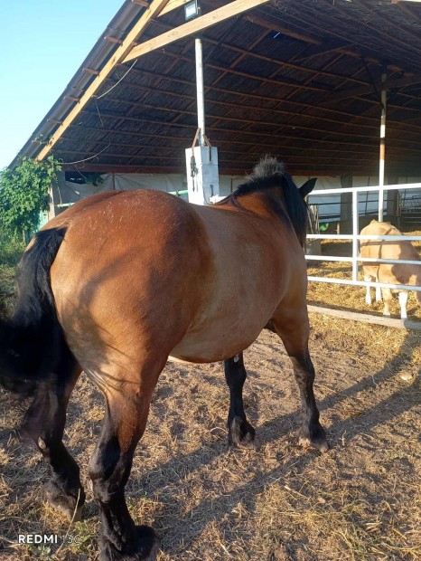 10 ves hidegvr kanca l 