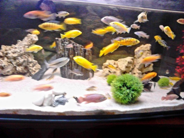 10 f�le Afrikai s�g�r fiatalok akv�rium ba d�szhal s�g�rek