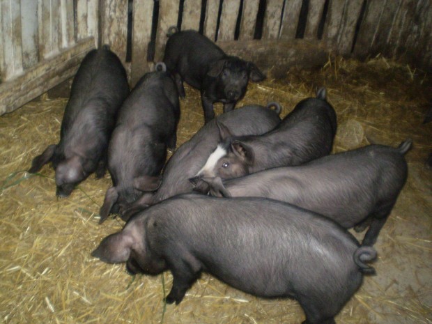 10 hetes malacok