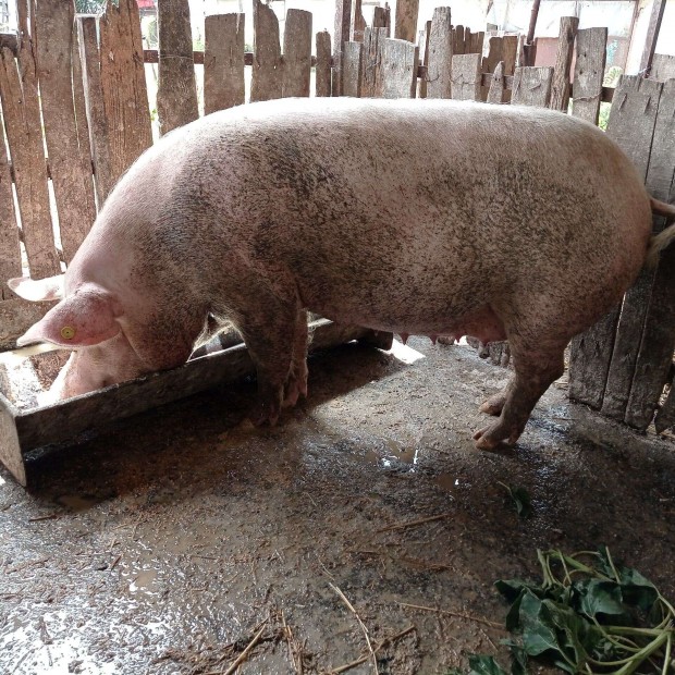 10 hetes vemhes (1x fialt) tanyasi anyakoca (>200kg) Kiskunflegyhzn