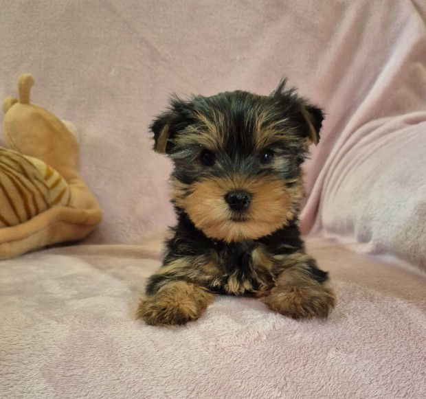 10 hetes yorki , yorkshire terrier kisfiú Budapesti szállítással !
