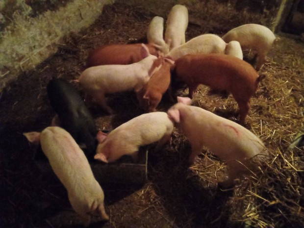 10hetes Magyar laply X Duroc malacok eladk