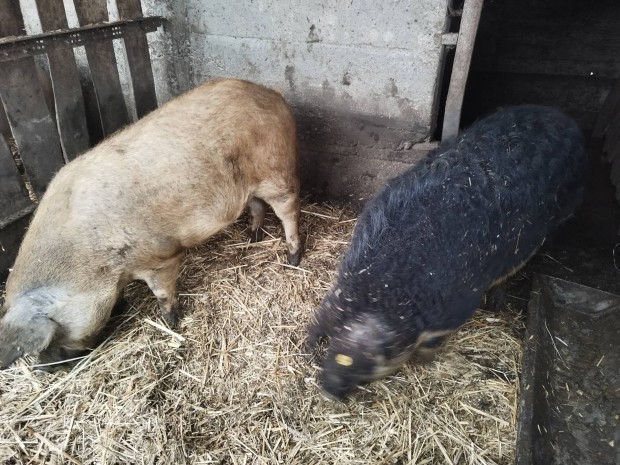 110-120kg mangalica /durok 