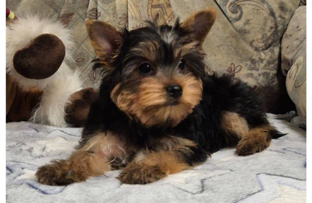 11 hetes yorki , yorkshire terrier kisfi!