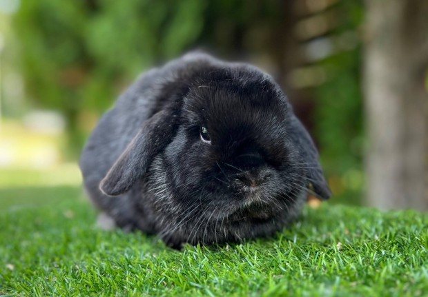 11 hónapos mini kosorrú nőstény