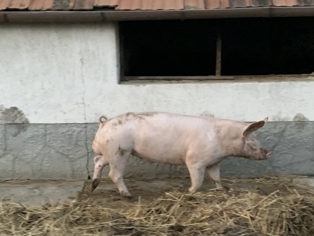 120 kg-os minsgi kan elad