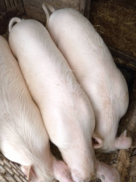 120kg-s h�z�k elad� 