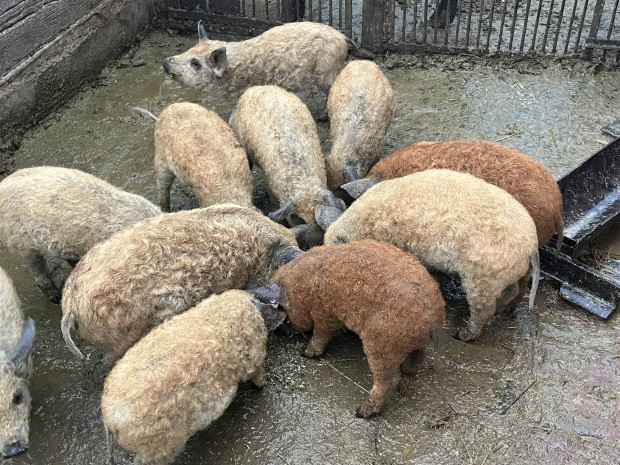 12 db 9 hetes mangalica malacok elado