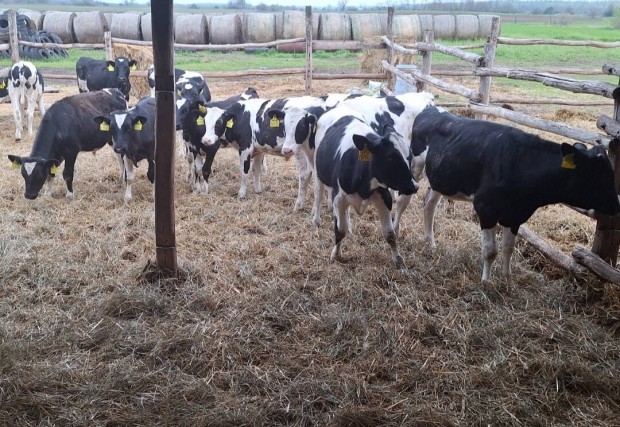 12 db holstein-frz bika