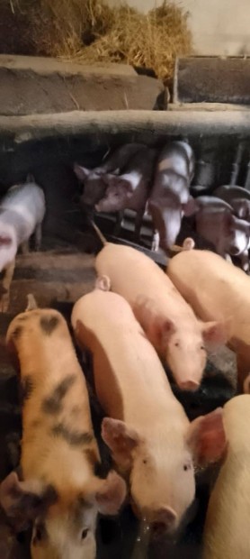 12 db kis kategóriás süldő eladó 35-40 kg