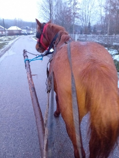 12 ves kistest fedeztetett srga kanca 