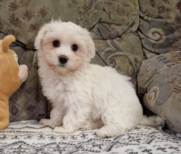 12 hetes Bichon havanese kislny Budapesti szllts megoldhat