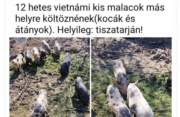 12 hetes vietnmi kismalacok