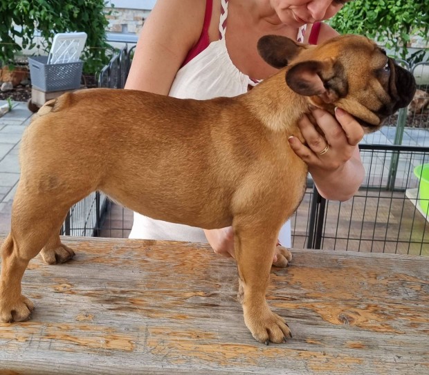 12 hónapos Fajtatiszta, Törzskönyves Francia Bulldog Kislány