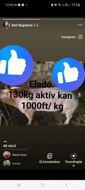 130kgos kan elad!