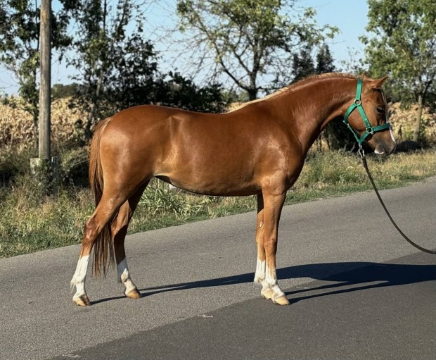 136 cm kanca poni elad