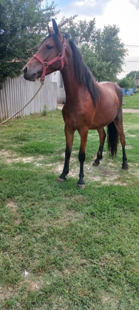 140cm kanca poni
