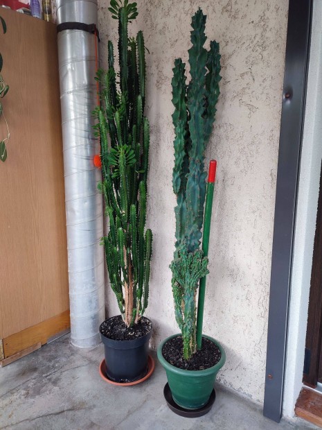 150-160cm magas kaktuszok