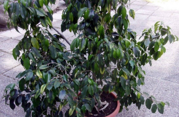 150 cm magas Ficus benjamina csng g fikusz 5 tves 35 cm cserpben