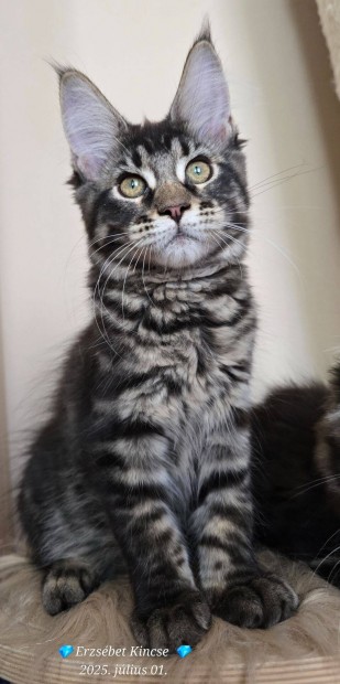 15 hetes Gyönyörű szép Maine Coon kislány Tenyésztőtől