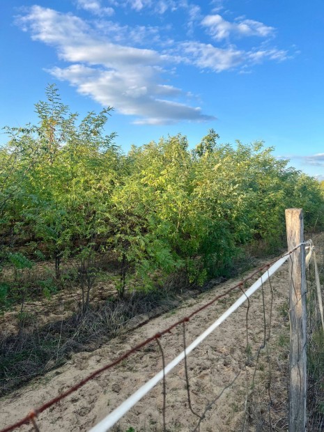 16,27 ha akácerdő nyertes pályázattal eladó