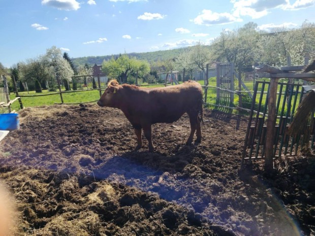 16 hnapos angus bika 