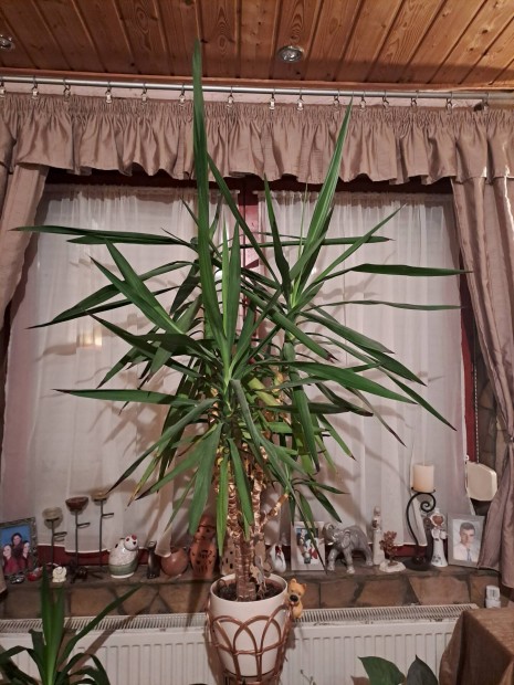 170 cm magas yucca plma 