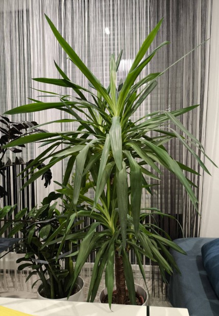 175 cm magas, dekoratv yucca