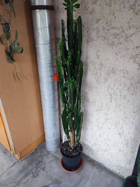 175cm magas kutyatej kaktusz