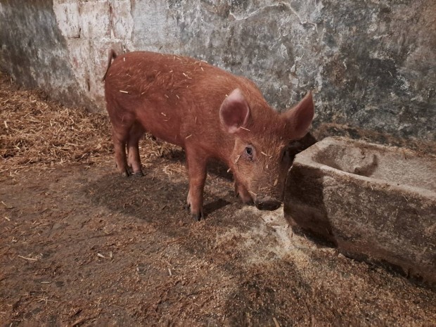 1 db duroc keverk koca 