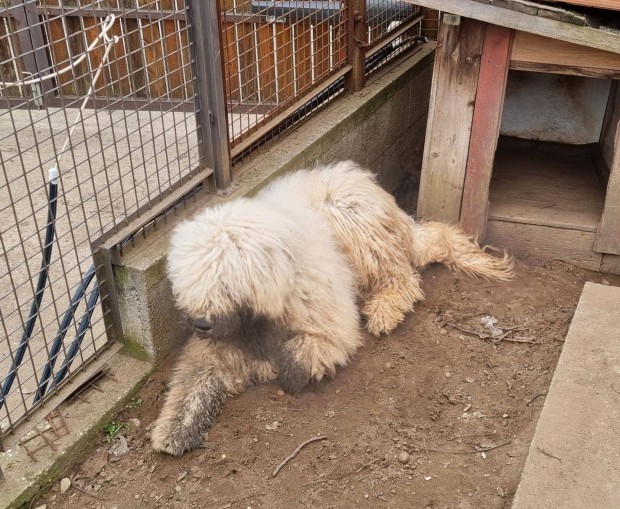 1 ves komondor kan ingyen elvihet