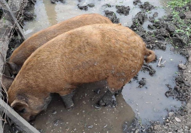 1db mangalica s 1db nagyfehr hz elad