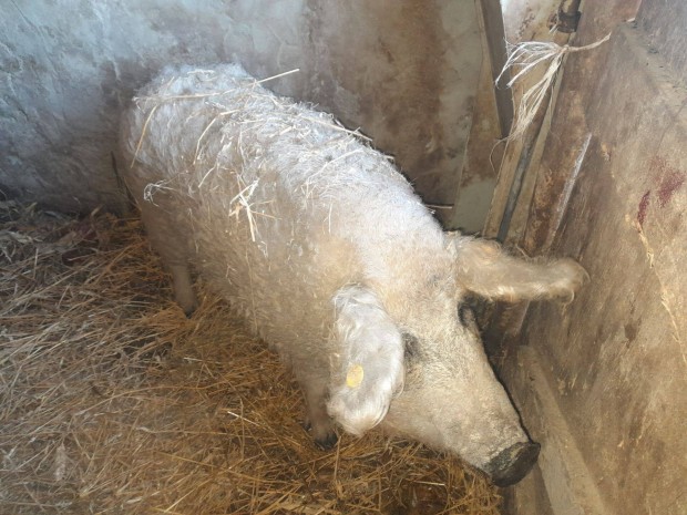 1db mangalica koca elad