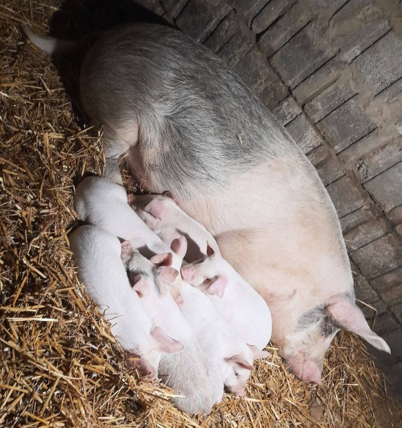 1x fialt Nagyfehérxduroc koca