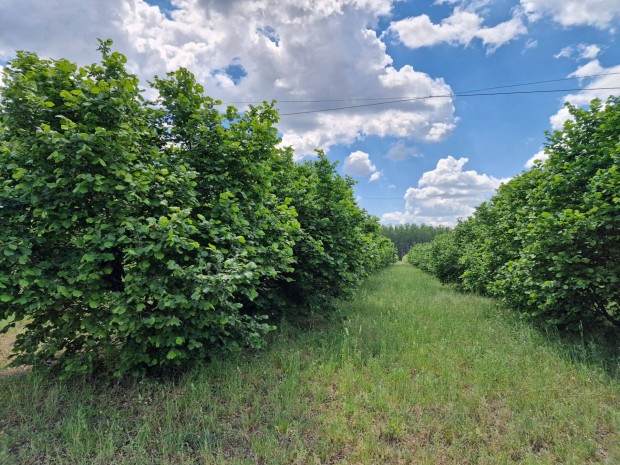 20 ha mogyor, di