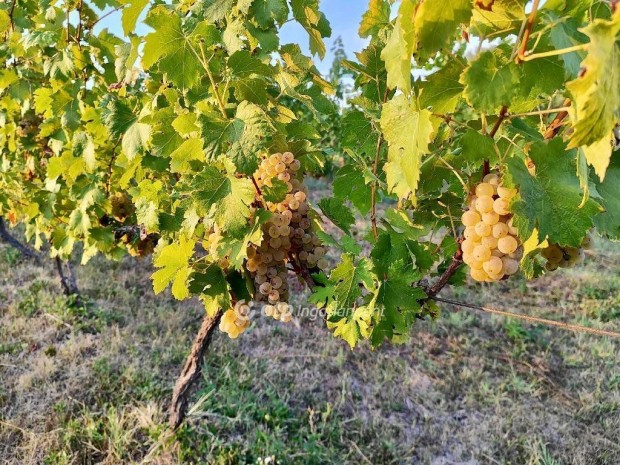 2787 nm-es telek elad� Csopak