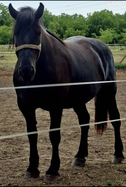 2,5 eves hidegvr kanca 