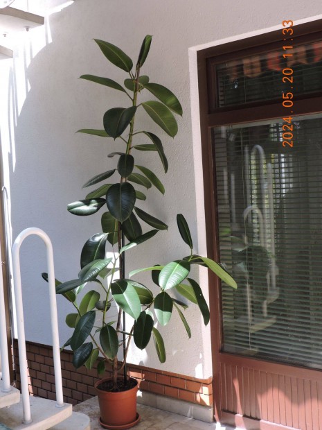 2,5 m magas nagy level fikusz (szobanvny) elad