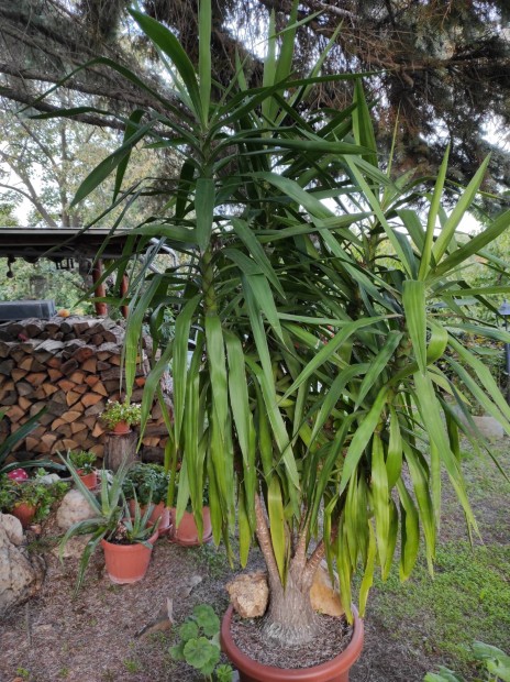 2.5m 5gu yucca plma