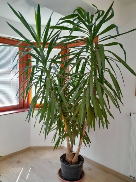 2,5m magas Jukka, (Plmaliliom - Yucca elephantipes) szobanvny elad