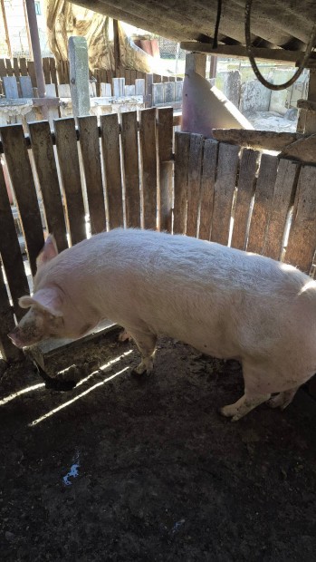 2 -szer fialt koca elad�