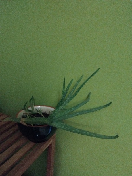 2 cserép Aloe Vera szobai növény kaspóban!