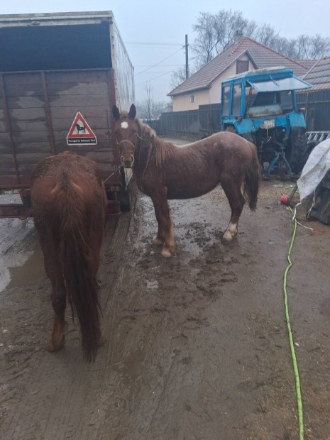 2 db 3. �ves csiko elado