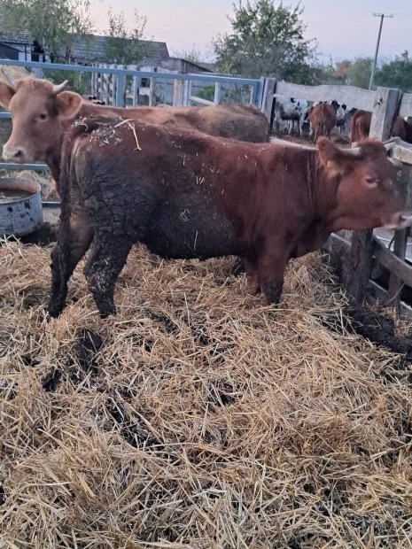 2 db 400 kg krli limuzin szborj rendezett paprokkal elad