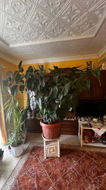 2 db Nagylevel� szobafikusz (Ficus elastica) elad�