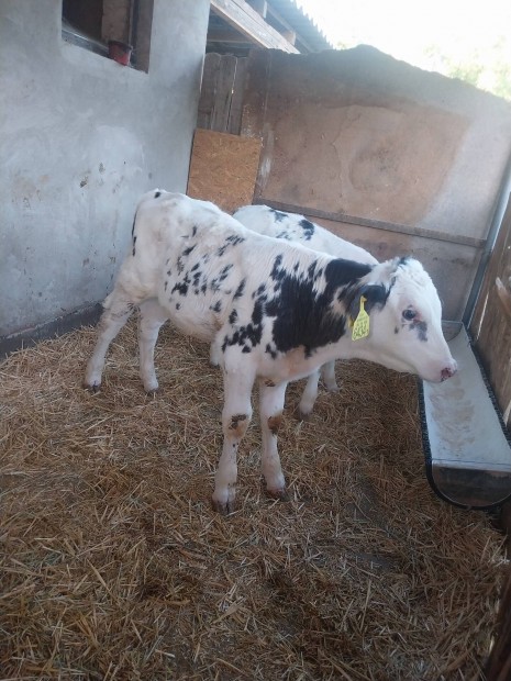 2 db kkbelga bika
