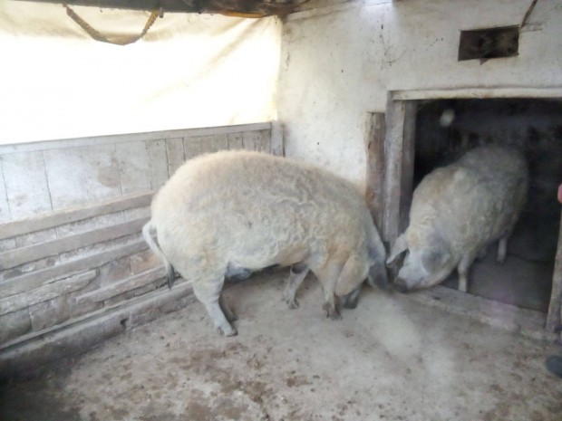 2 db mangalica elad